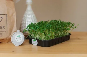 Набор для выращивания микрозелени в домашних условиях#4