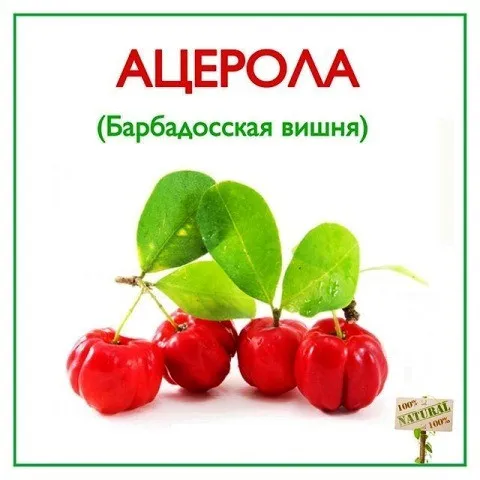 Acerola (s vitamini bilan tropik gilos) Vivasan, Shveytsariya#4