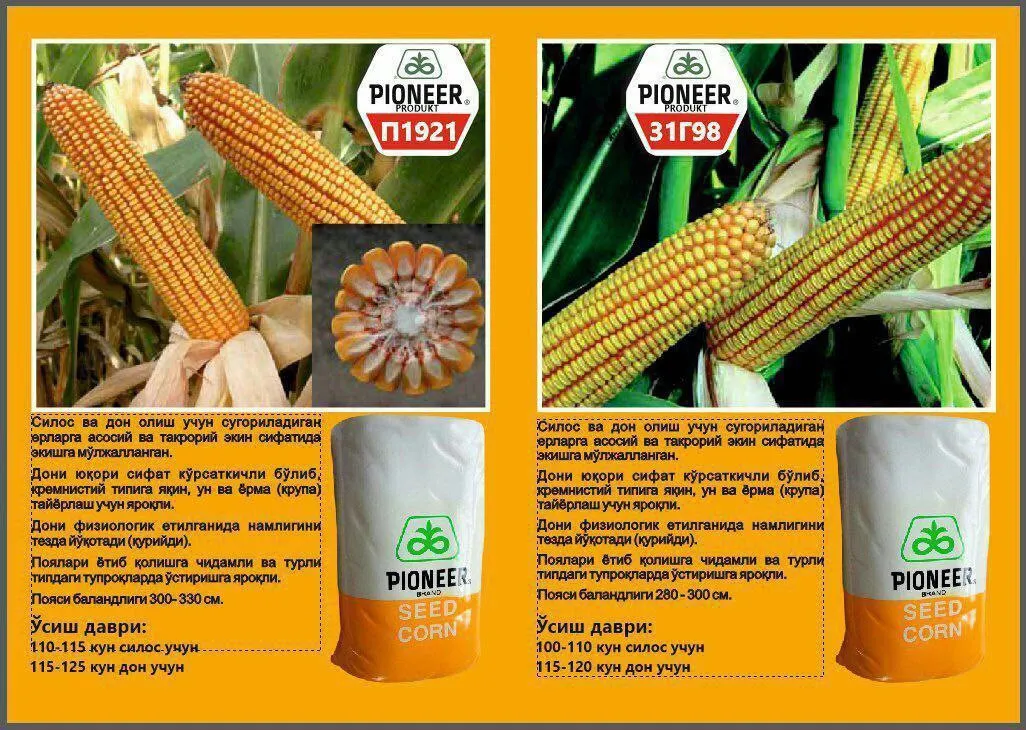 Семена кукурузы Pioneer 1921#1