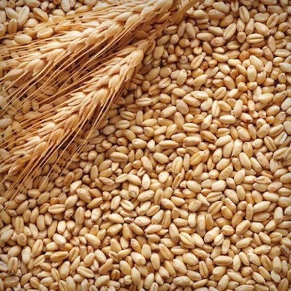 Пшеница#1