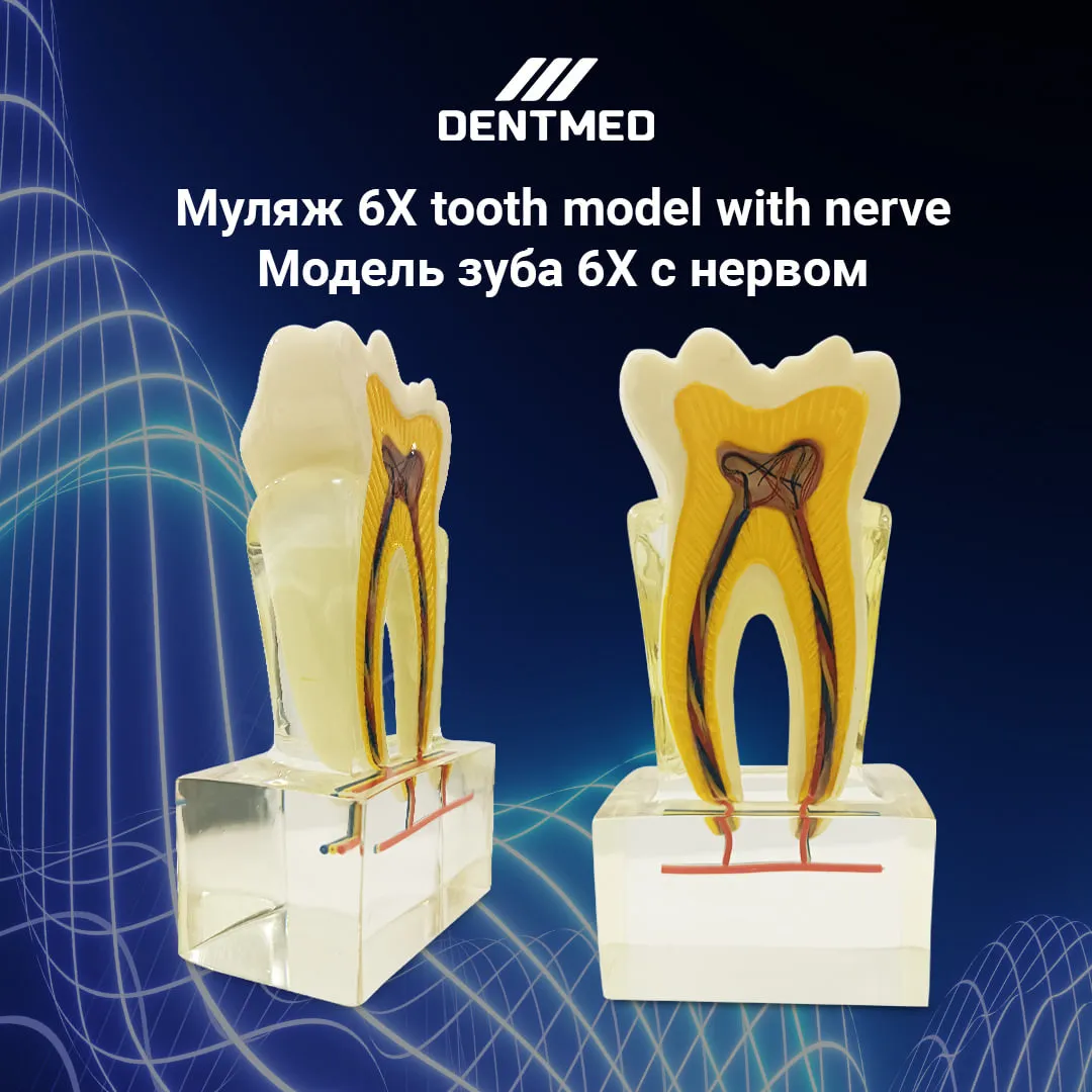 Муляж 6X tooth model with nerve/Модель зуба 6X с нервом#1