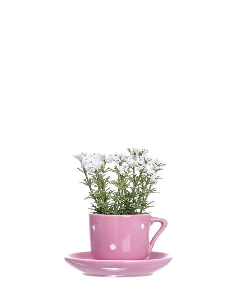 Декоративная чашка с блюдцем +цветок ( 10 см) №286#1