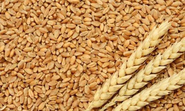 Пшеница#1