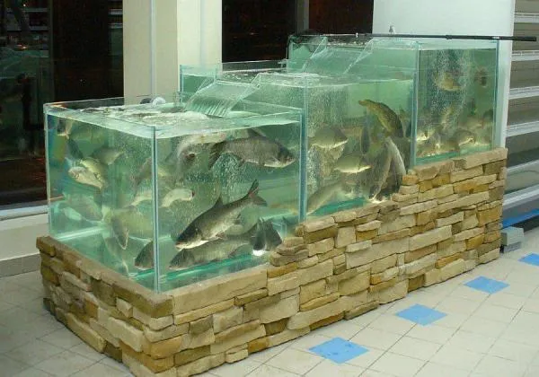 Изготовление и обслуживание аквариума#1