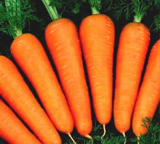 Морковь#1