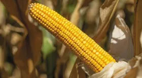 Семена кукурузы ЗЕНИТ FAO 700#1