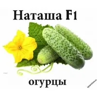 Семена овощей. Огурец Наташа F1 (Natasja Mix)#1