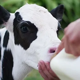 Обогатитель цельного молока для КРС - IN-K PreVit#2