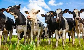 Продажа нетелей, бычков молочных и мясных пород из Прибалтики (Латвия, Литва, Эстония)#1