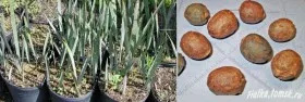 Пальма бисмарка (Bismarkia nobilis) серебристая.#1