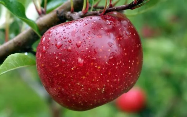 Яблоко красное#2