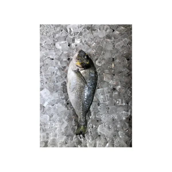 Рыба дорадо, свежемороженая#1