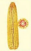 Семена кукурузы НС-6030 (F1)#1