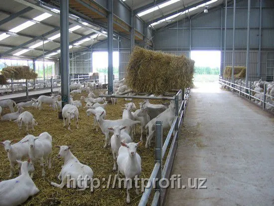 Доильные залы для коз (Германия)#2