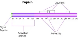 Папаин лиофилизированный (Papainase) от Sigma Aldrich#1
