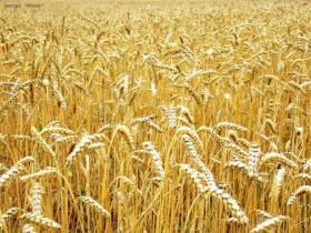 Семена пшеницы РАПСОДИЯ#1