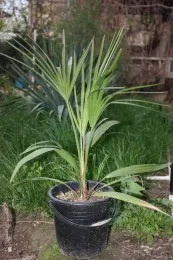 Саженцы пальм Livistona Decipiens#1