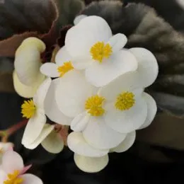 Семена цветов Begonia#1