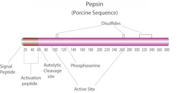 Пепсин (Pepsin A) Sigma-Aldrich#2