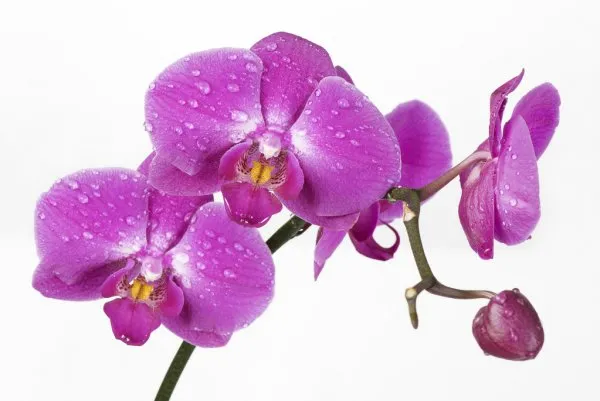 Удобрение для орхидей#2