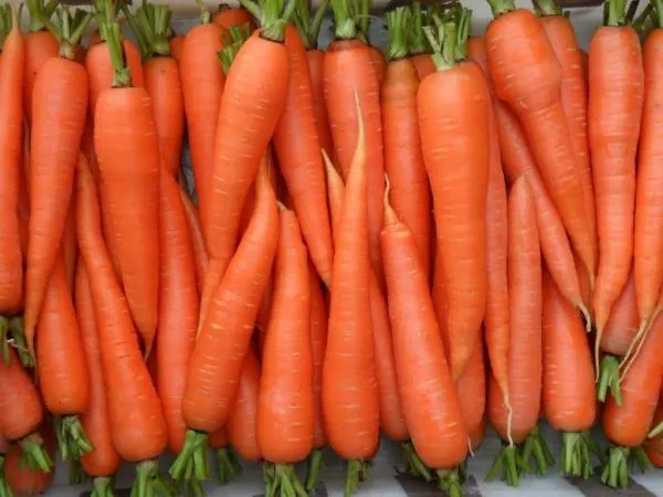 Морковь#2