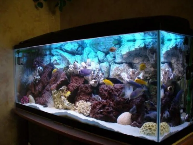 Стеклянные аквариумы#27