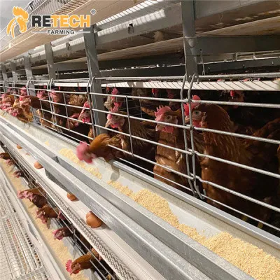 Автоматическое оборудование для выращивания цыплят на птицефабрике, клетки для несушек