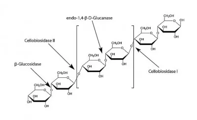 E2164-100UN эндо-1,4-β-D-глюканаза из Acidothermus cellulolyticus, рекомбинантная, экспрессированная в кукурузе, ≥2,0 единиц/мг белка, 100 шт