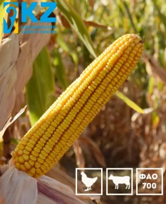 Семена гибридов кукурузы с ФАО 100 до ФАО 700.