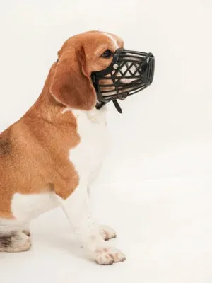 Намордник пластиковый с кожаным ремешком для собак всех пород