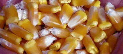 Семена кукуруза (Makka urugi) PL-368
