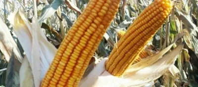 Семена кукуруза (Makka urugi) PL-697