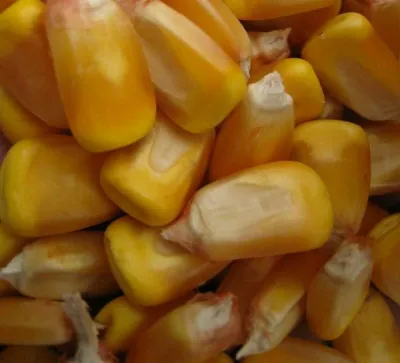 Семена кукуруза (Makka urugi) PL-289