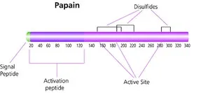 Папаин лиофилизированный (Papainase) от Sigma Aldrich