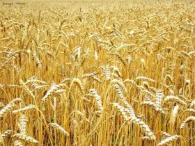Семена пшеницы РАПСОДИЯ