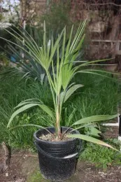Саженцы пальм Livistona Decipiens