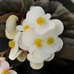 Семена цветов Begonia