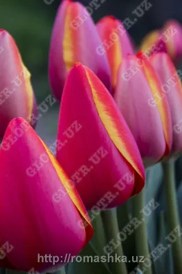 Голландские тюльпаны JUB